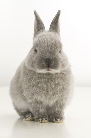 Baby Rabbitの写真素材