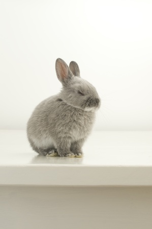 Baby Rabbitの写真素材