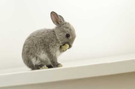 Baby Rabbitの写真素材