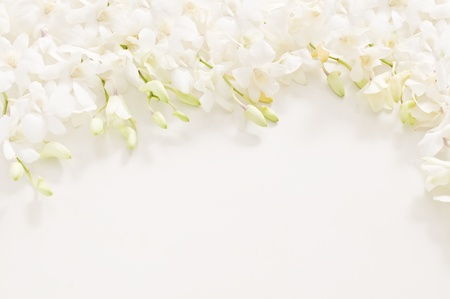  white orchidの写真素材