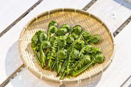 edible wild plants,の写真素材