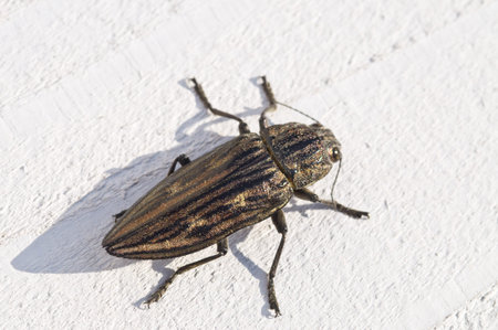 jewel beetleの写真素材