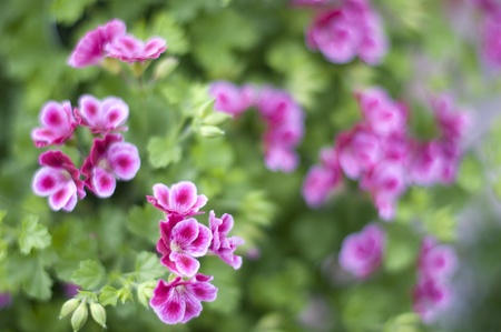 ivy geraniumの写真素材