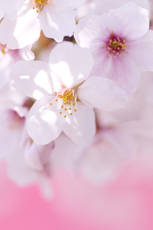 cherry blossomの写真素材