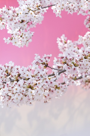cherry blossomの写真素材