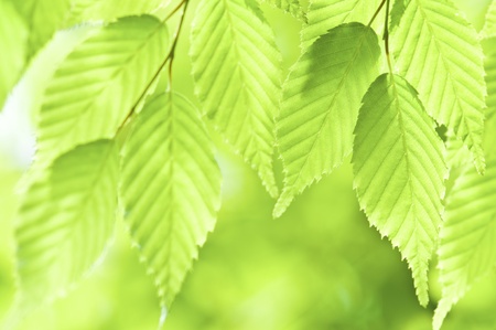 Fresh green leavesの写真素材