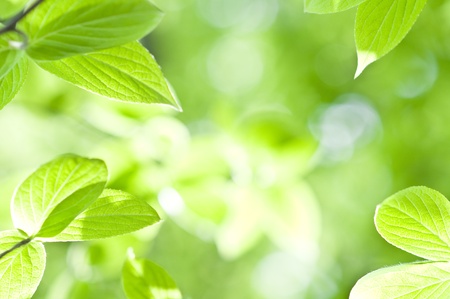 Fresh green leavesの写真素材