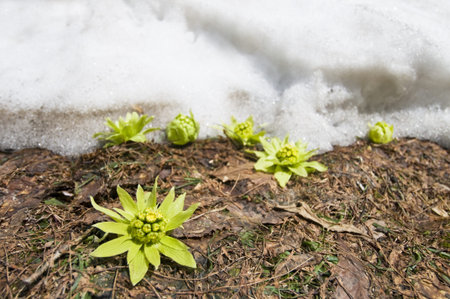 Butterbur sproutの写真素材