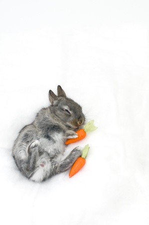 child rabbitの写真素材