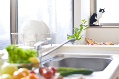 Cat in the kitchenの写真素材