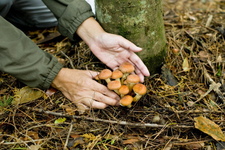 Natural mushroomの写真素材