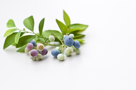 Blueberriesの写真素材