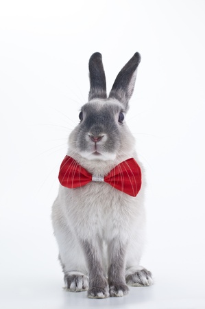 Rabbit red bow tieの写真素材