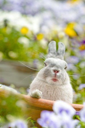 Rabbitの写真素材