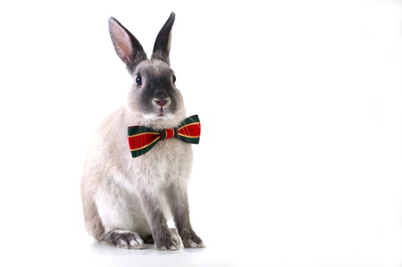 Rabbit Christmas dressの写真素材