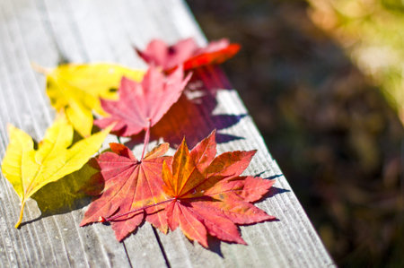 Foliage