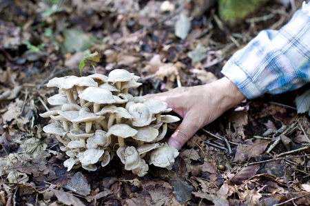 mushroom huntingの写真素材