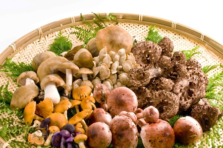 mushroom, naturalの写真素材