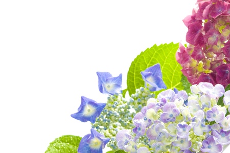 Hydrangeaの写真素材