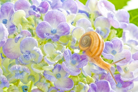 snailsの写真素材