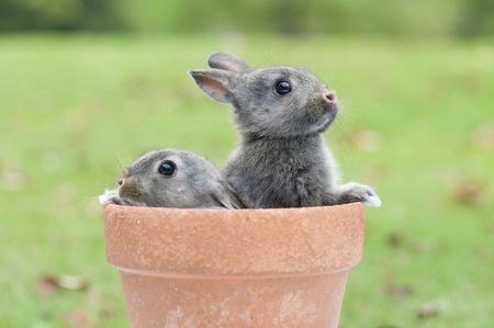 Baby Rabbitの写真素材