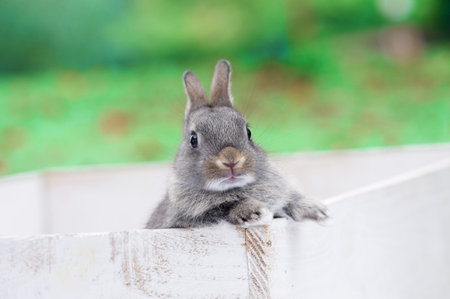 Baby Rabbit
