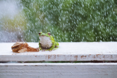 Frogs and snailsの写真素材