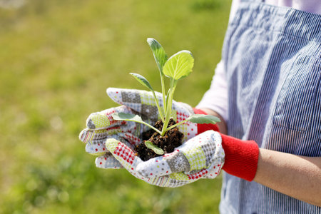 Vegetable gardenの写真素材