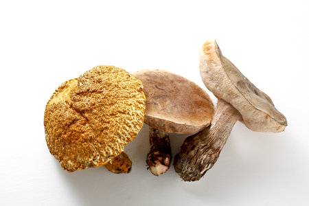 Natural mushroom harvestの写真素材