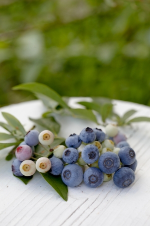 Berry harvestの写真素材