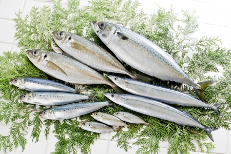 Fresh fishの写真素材