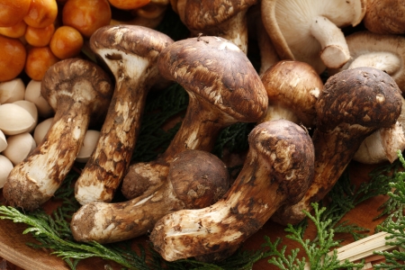 Matsutake mushroomの写真素材