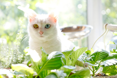 Cat playing in the kitchenの写真素材