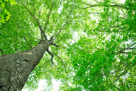 Beech trees