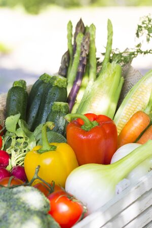 Vegetable harvestの写真素材