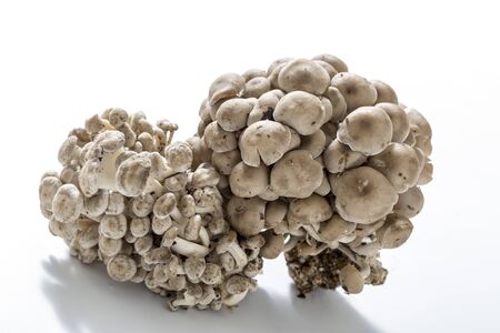 Japanese mushroom, Shakashimejiの写真素材
