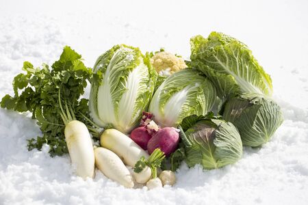 Japanese Winter Vegetables,の写真素材