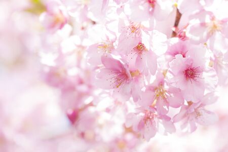 Cherry blossom, Kawazuzakuraの写真素材