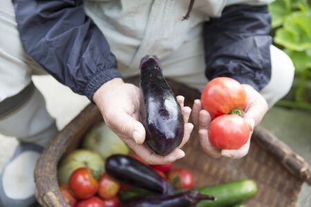 Tomato organic cultivationの写真素材