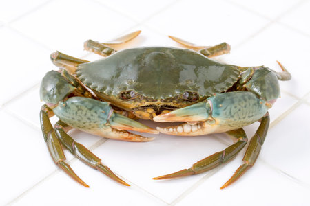 Mud crab