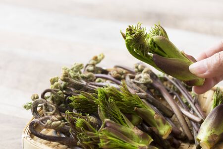 Japanese wild vegetables, cod budの写真素材