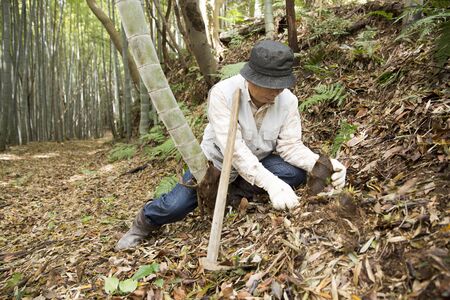 Bamboo farmerの写真素材
