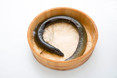 Japanese eel