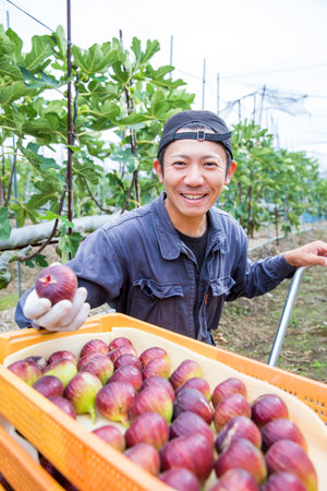A man harvesting FIG in the orchard
