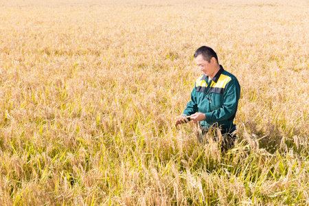 Japanese young farmer harvesting rice