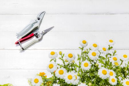 Image of Gardening with Flowers, Gardening Toolsの写真素材