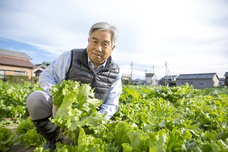A Japanese farmer harvesting lettuceの写真素材