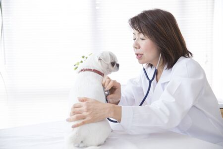 Japanese female veterinarian doing a dog examinationの写真素材