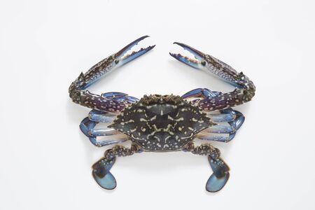 Gazami Mushroom, Japanese Seafood Foodの写真素材