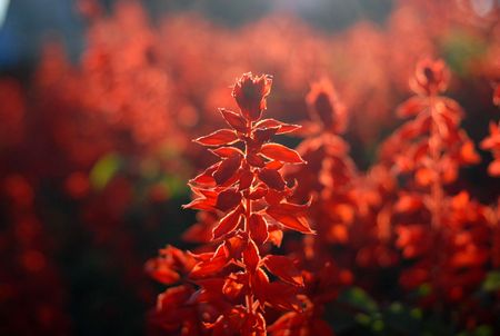 salvia splendensの写真素材